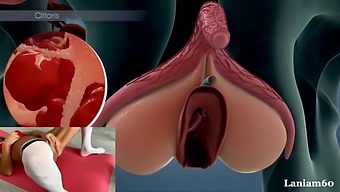 Exploring The Biological Processes Of Female Orgasm